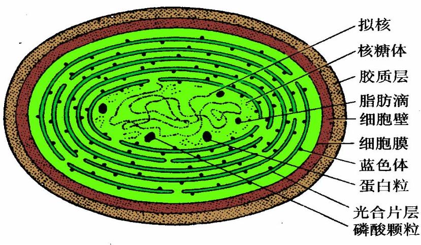 1蓝藻:又名蓝细菌,是一类能进行产氧光合作用的单细胞原核生物