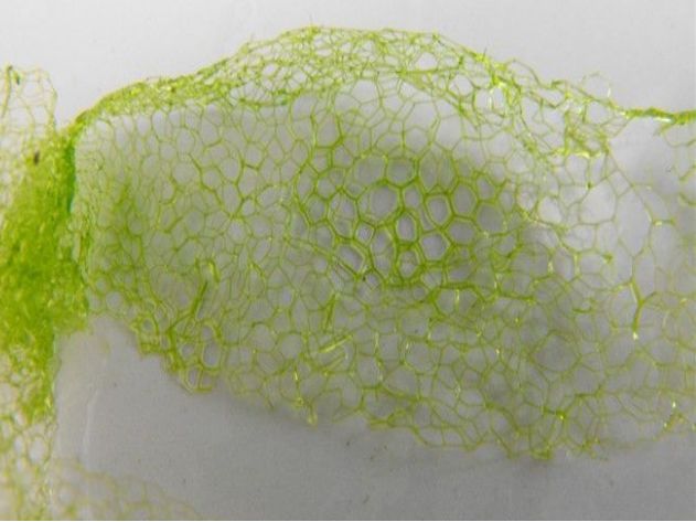 水网藻:绿藻类,水网藻科,藻体由很多长筒形细胞相互连接构成网状体