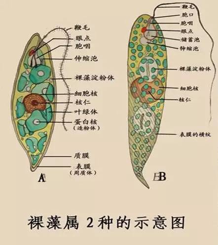 藻类植物 示意图图片