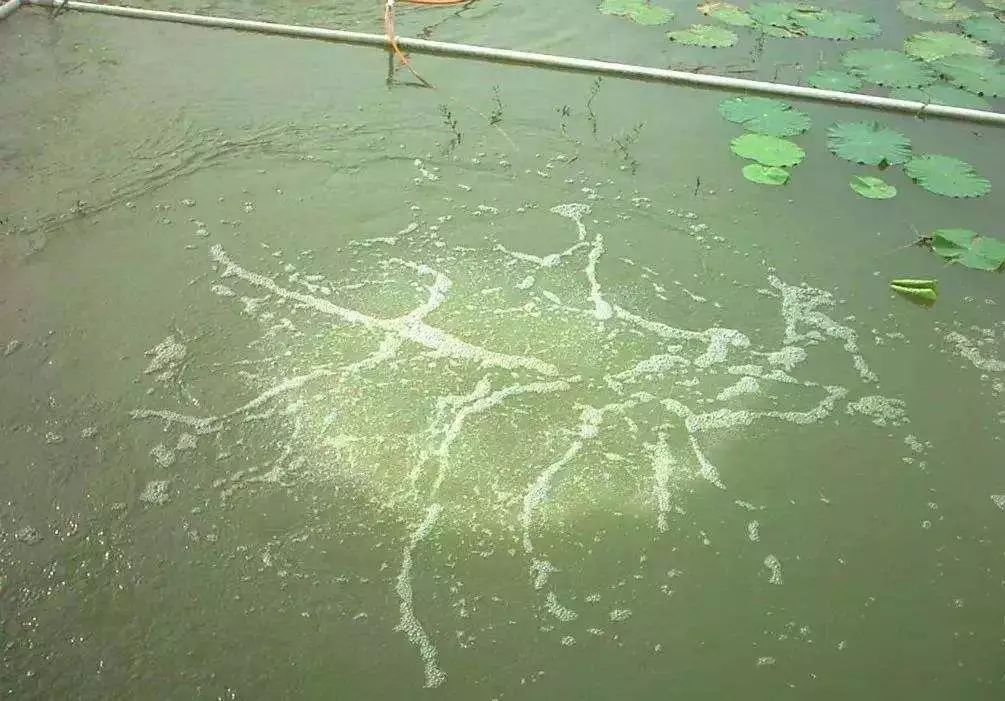 由于蓝藻的大量繁殖,导致其它藻类长不起来,水色看起来很绿,其实蓝藻