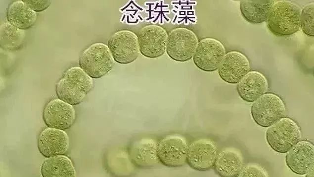 常见水藻图片