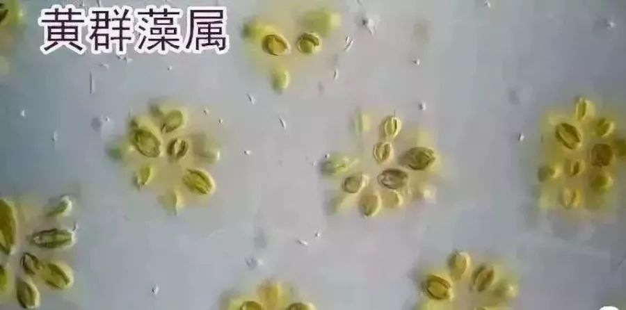 常见水藻图片