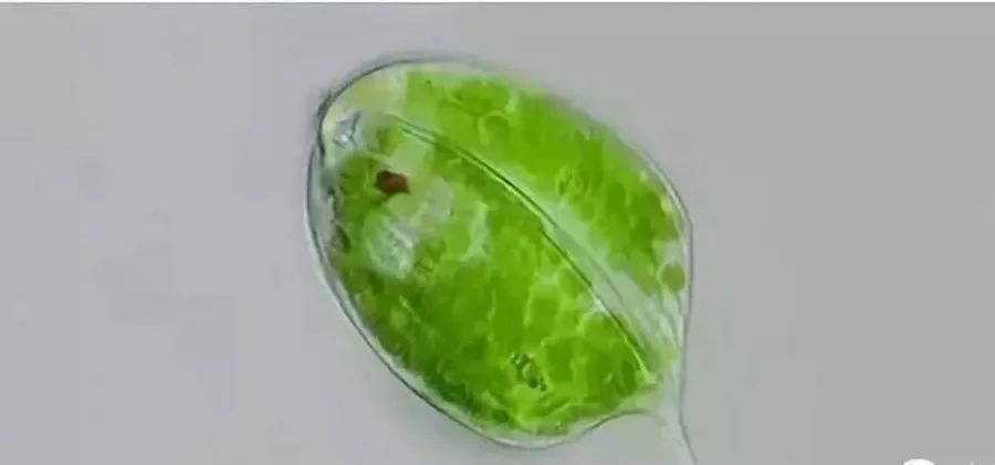 裸藻门代表植物图片
