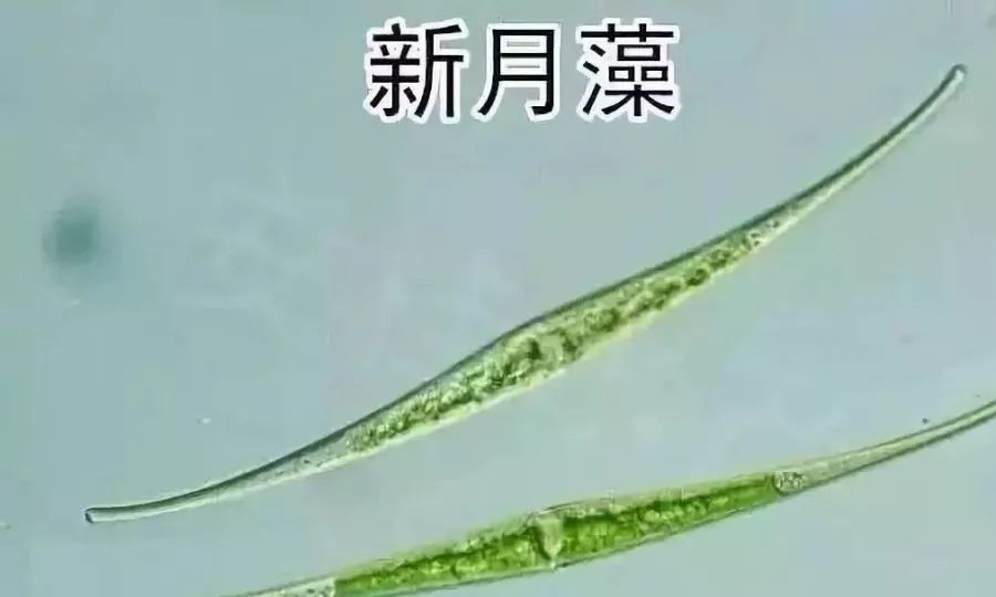 新月藻属(closterium,双星藻目鼓藻科的1属.